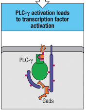 <p>PLC-γ activation triggers transcription factor activation, which initiates gene expression changes needed for T cell responses.</p>