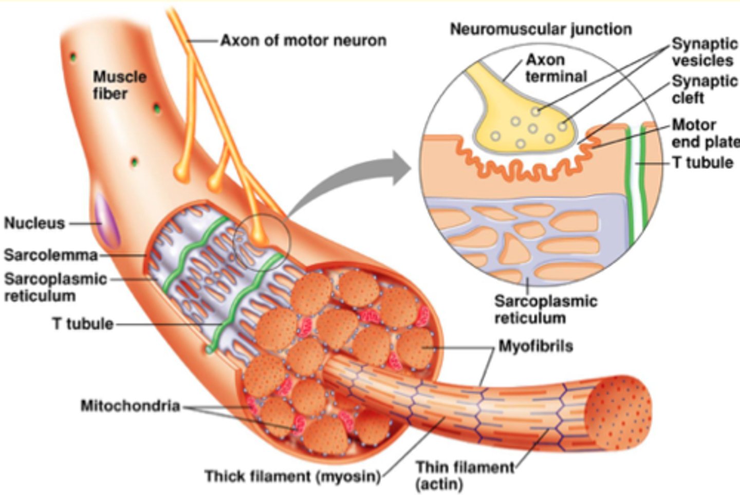 <p>in contrast: each neuron can innervate more than one fibre</p><p>neuron: can attach at multiple places/fibres</p><p>under neuron (Sarcolemma - membrane): deep "holes" to increaser surface area, to make sure muscle cell fires</p><p>Motor end plate: region under neuron</p>