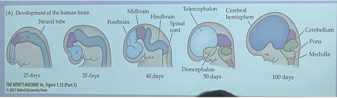 <ul><li><p>Neural tube</p></li><li><p>Then subdivides</p><ul><li><p>Front, forbrain</p></li><li><p>Middle midbrain</p></li><li><p>Hindbrain</p></li></ul></li><li><p>he hindbrain develops into the cerebellum, pons, and medulla.</p></li><li><p>Brainstem refers to the midbrain, pons, and medulla combined</p></li></ul>