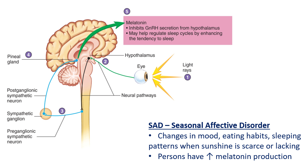 <ul><li><p>Gland: pineal gland</p></li><li><p>Type: amine, water-soluble, membrane receptor</p></li><li><p>Target tissues: brain, eye, cardiovascular system</p></li><li><p>Effects: sleep/wake cycles (promotes sleep)</p></li><li><p>Stimulus: <strong>neuronal.</strong> decrease in light</p></li><li><p>Regulation: Neural input from retina (light/dark) → <strong>negative feedback</strong></p></li></ul><p></p>
