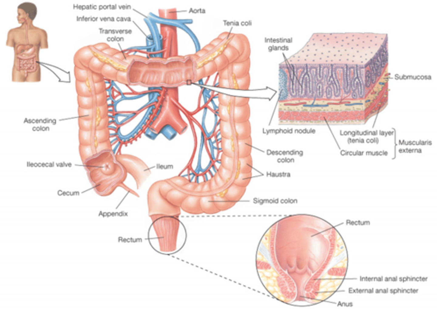 <p>It is triggered by the movement of fecal material into the normally empty rectum</p>