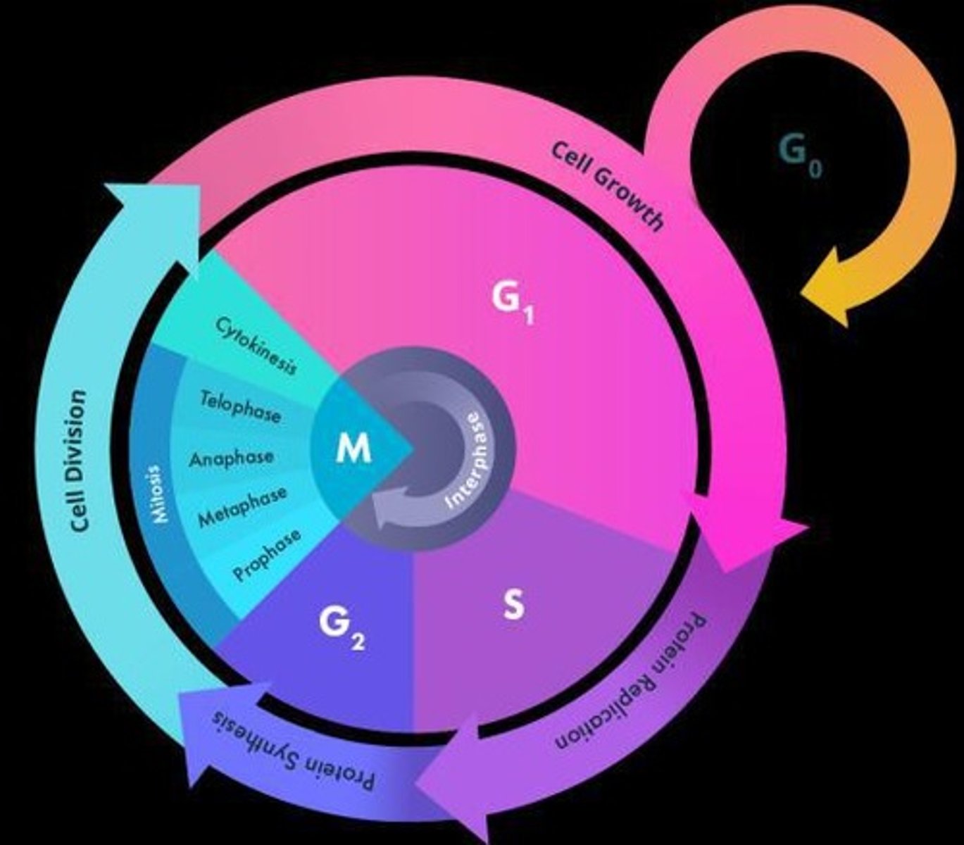 <p>Sequence of phases in cell division.</p>