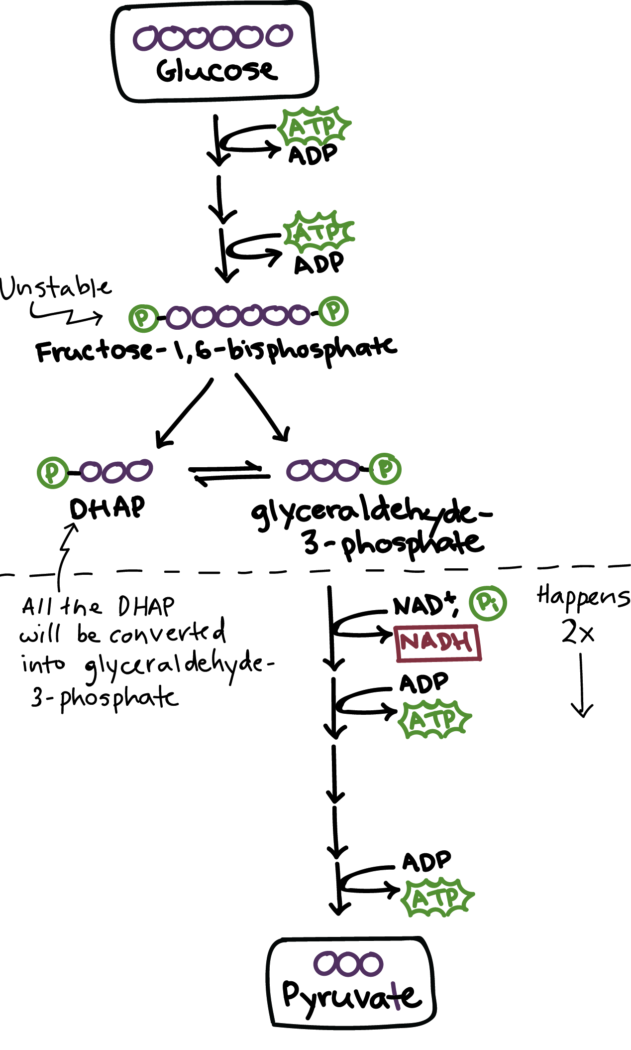 Glucose broken down into pyruvate and energy

* 2 ATPDerived
* Cytoplasm
* Catabolic 
* Exorgenic

  \
