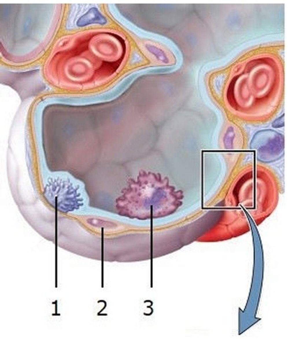 <p>What type of cell is labeled 3?</p><p>A) Great alveolar cell</p><p>B) Alveolar macrophage</p><p>C) Squamous alveolar cell</p><p>D) Lymphocyte</p><p>E) Erythrocyte</p>