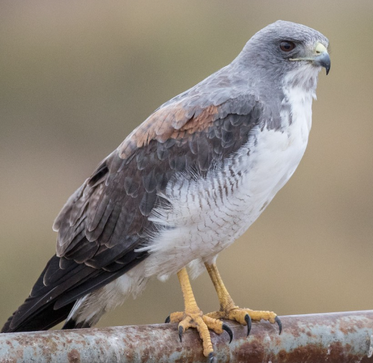 <p>What bird is this?</p>