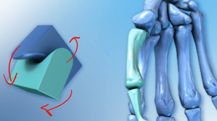 <p>In the hand this joint joint lets the thumb cross over the palm making it opposable</p>