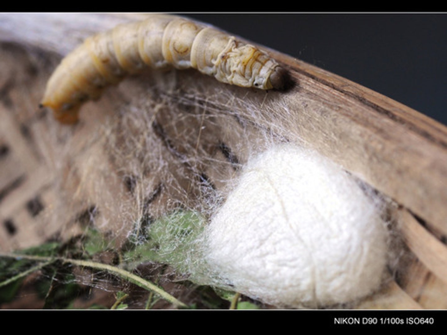 <p>Pasteur discovered that silkworms (create silk) were being killed by microbes</p>