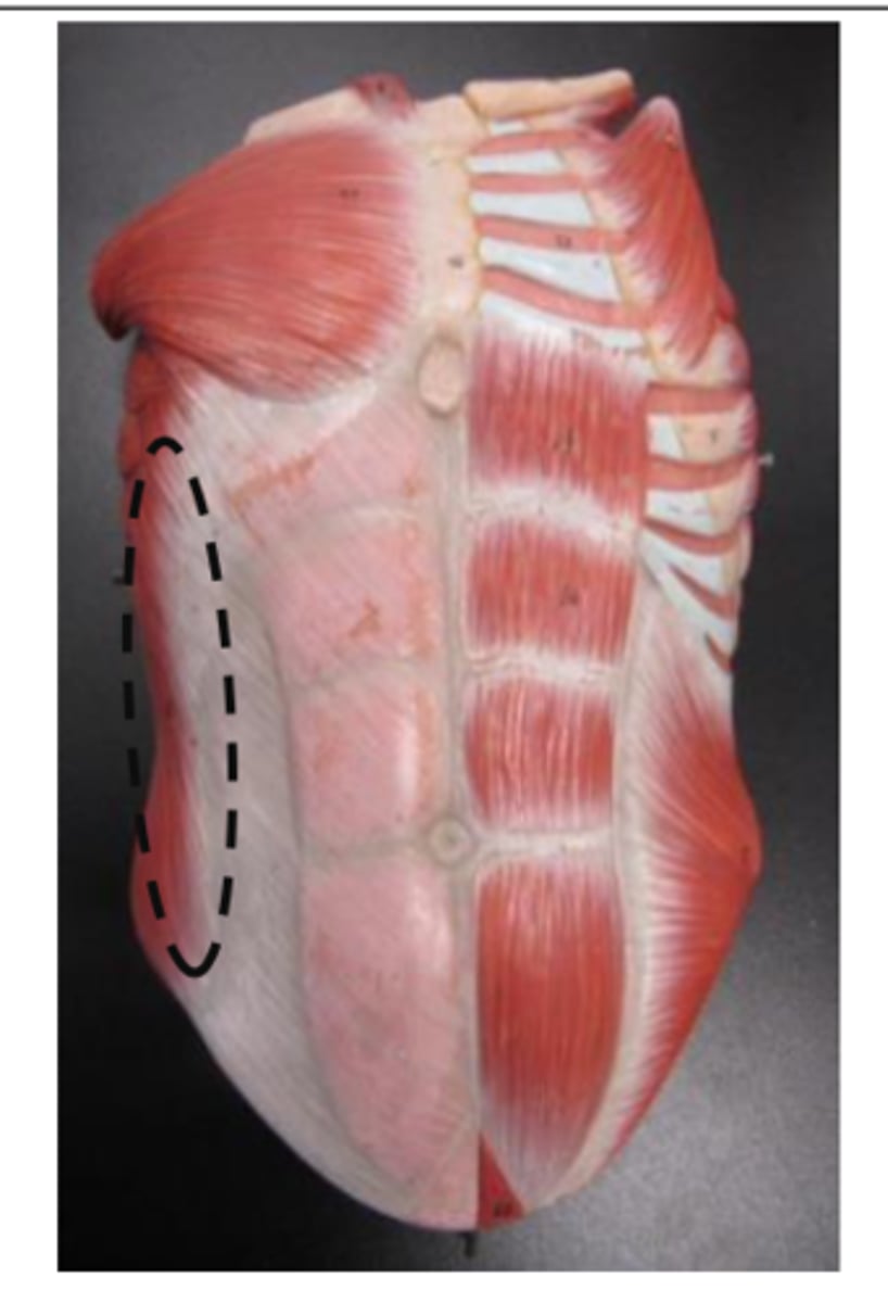 <p>65 superficial</p>