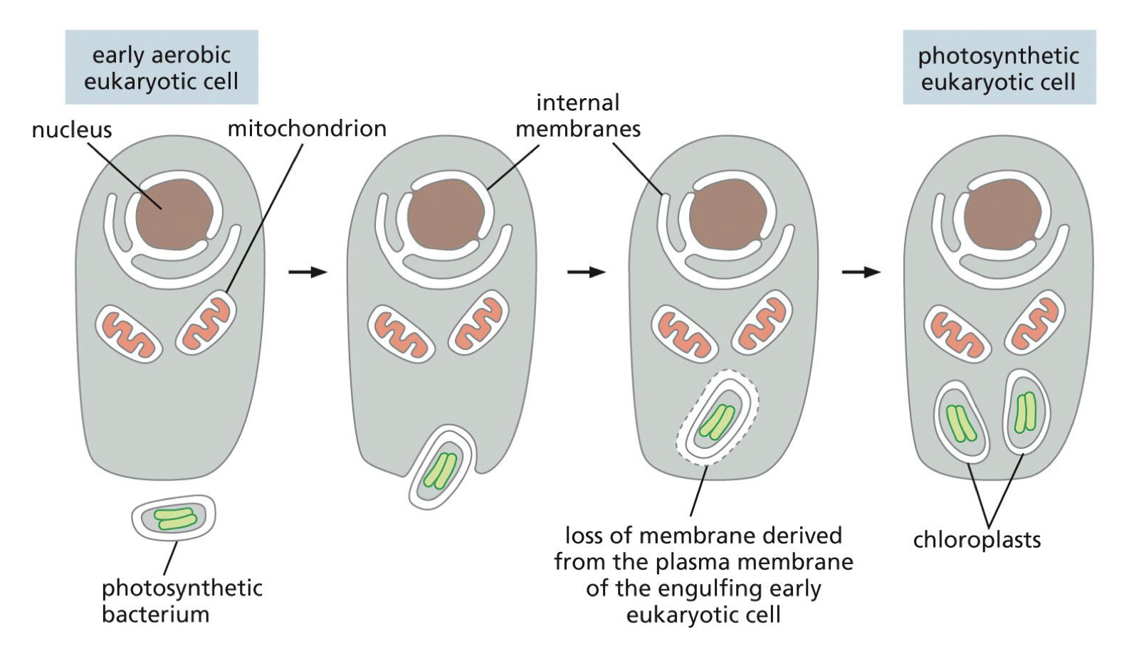 Also contain their own DNA, and reproduce by dividing into two and are believed to have evolved from bacteria that were engulfed by an early aerobic eukaryote

\
Evolved later in time compared to mitochondria 