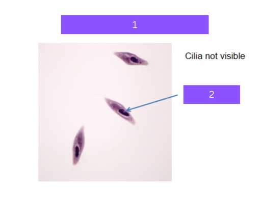<p>what is 1</p>
