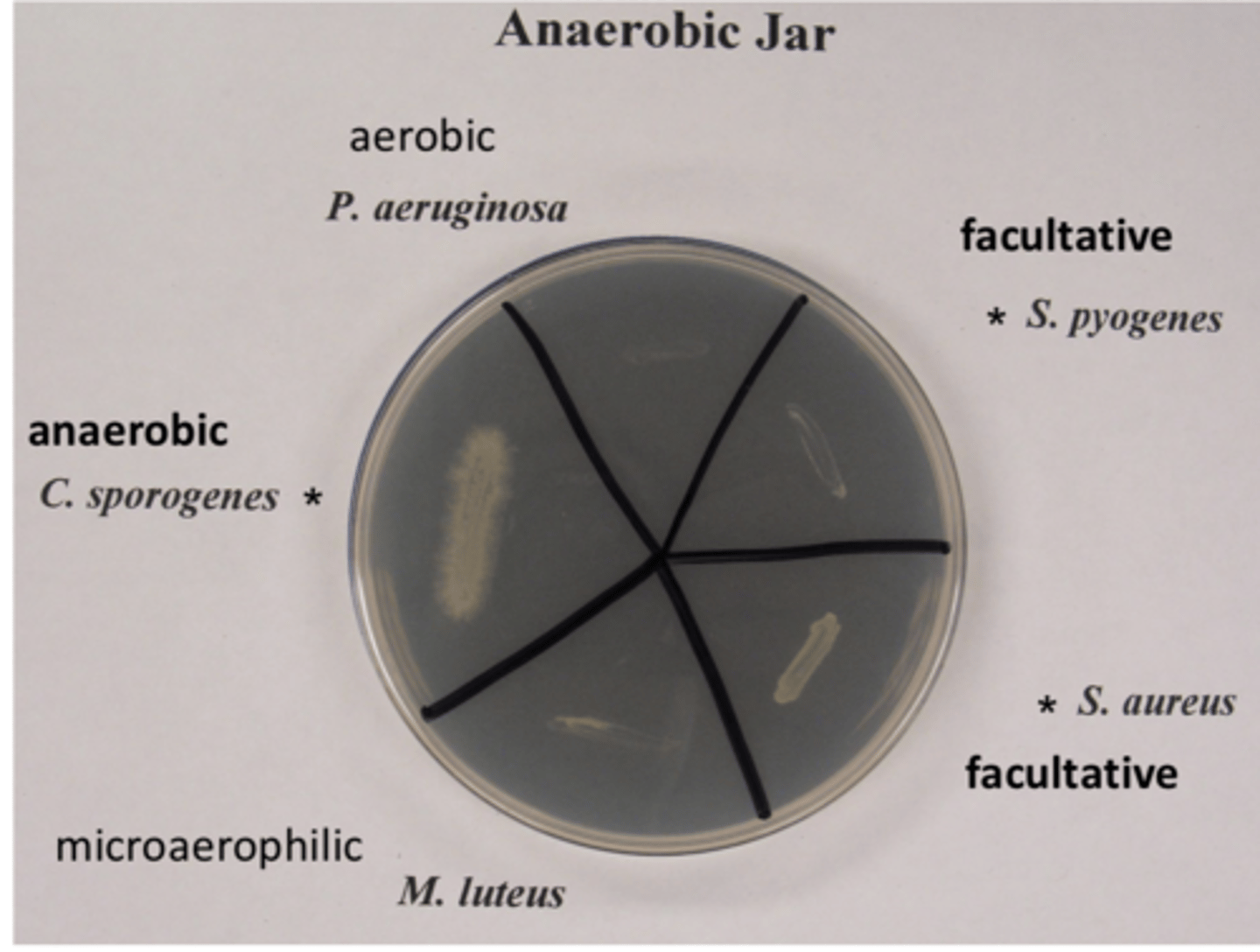 <p>- clostridium and facultative species grow (strict anaerobe, facultative anaerobic)</p><p>- microaerophilic and aerobic species do not grow (require o2)</p>