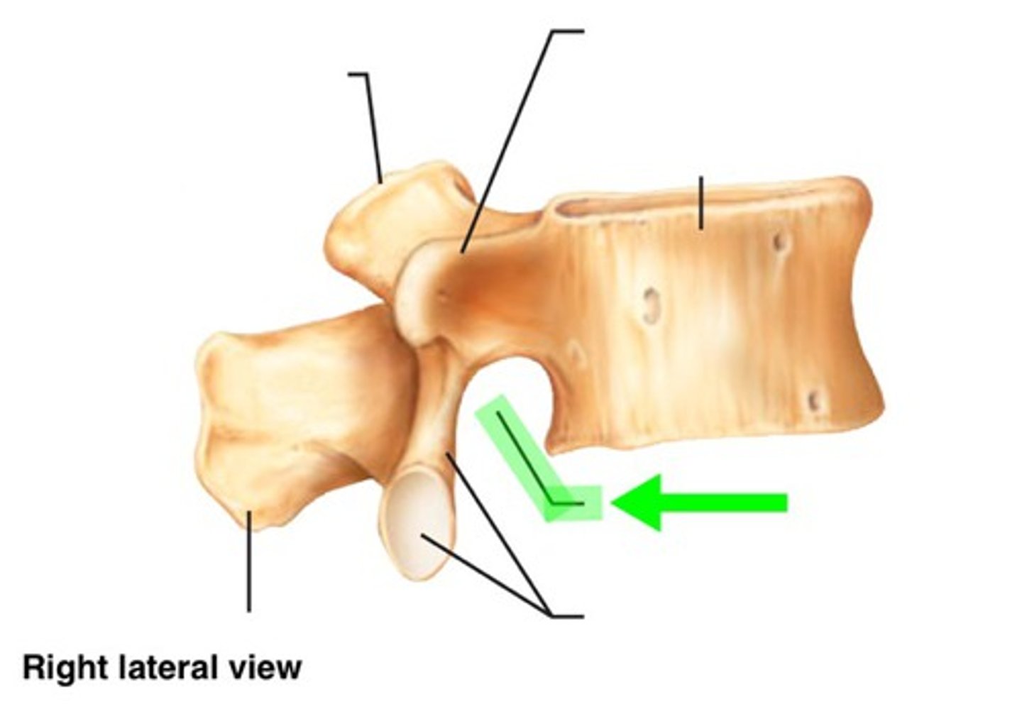 <p>forms upper margin of intervertebral foramen</p>