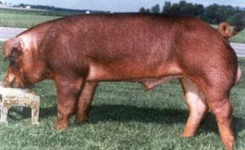 breed?

mostly dark brown all over