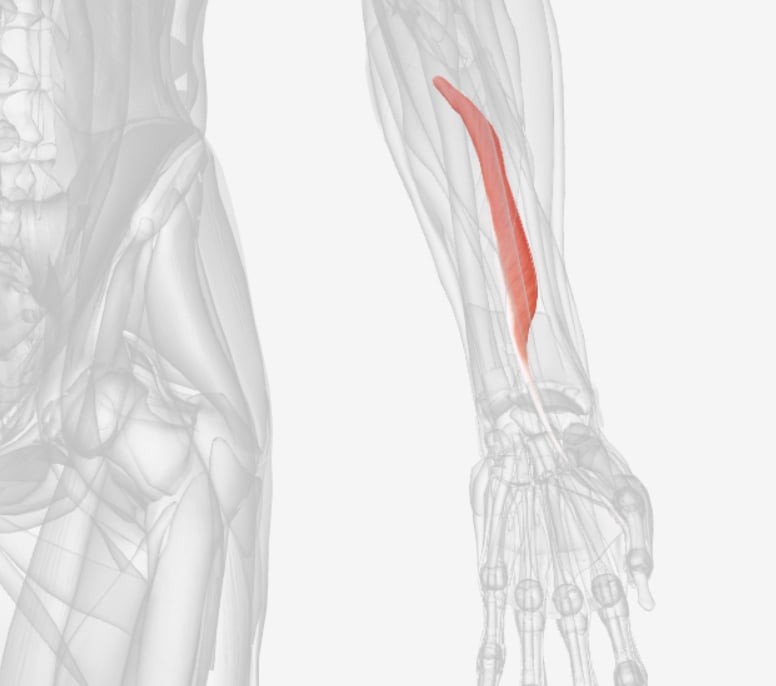 <p>what muscle is this?</p>