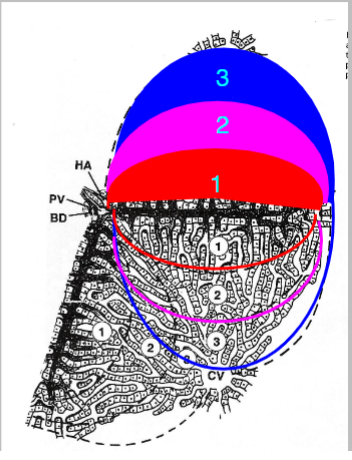 <p>zone 1 (periportal): high in O2 and substrates</p><p>zone 2 (intermediate): intermediate values-</p><p>zone 3 (pericentral): low in O2 and substrates</p>