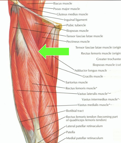 <p>O - ASIS</p><p>I - Anterior tibia via pes anserine tendon</p><p>A - Hip flexion, ABduction, Ext. Rotation (think crossing leg over knee)</p><p>N - Femoral n.</p>