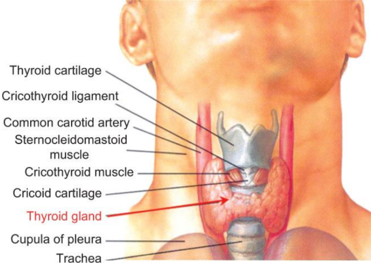 <p>Hypothyroidism </p>