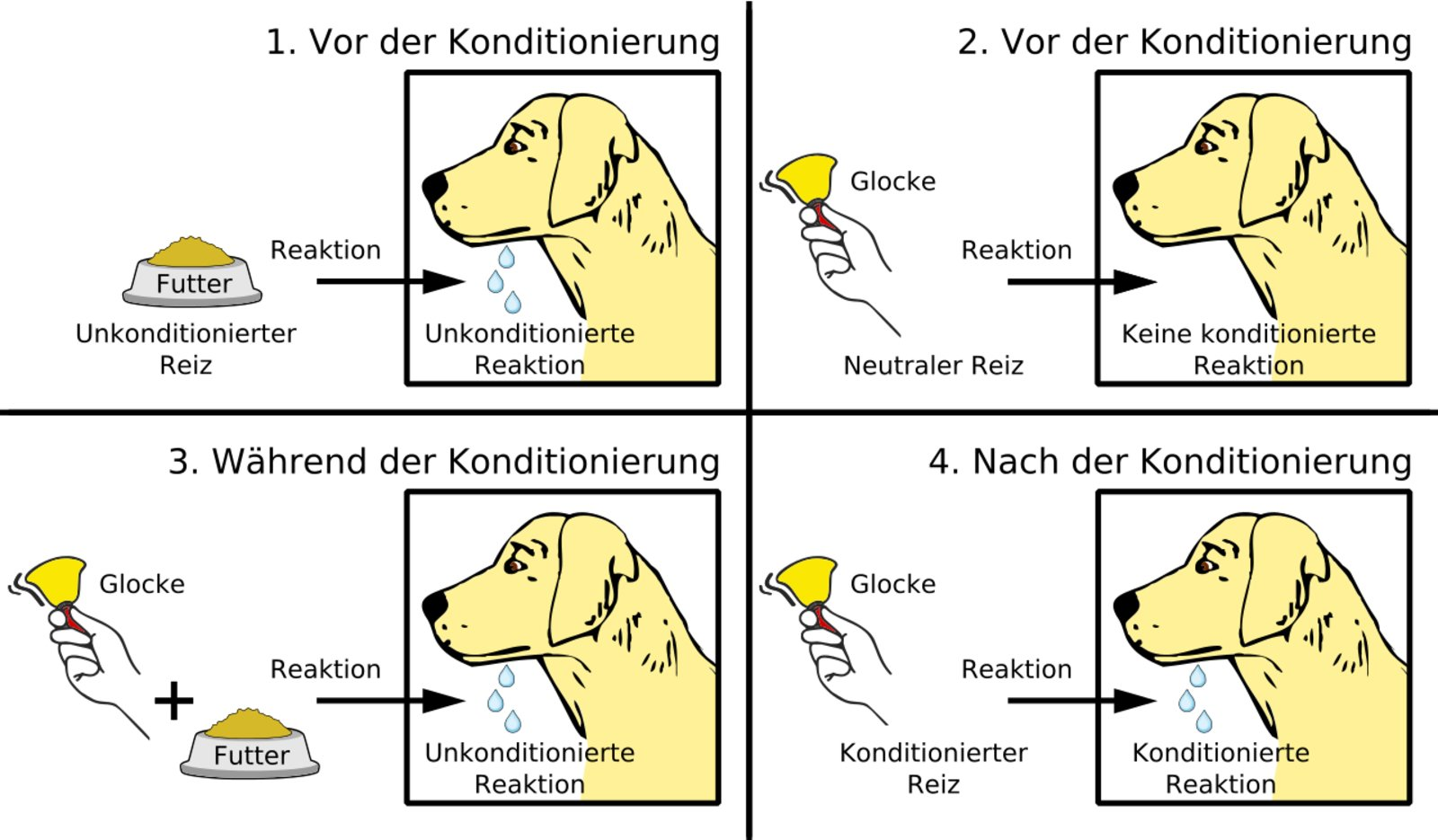 <p>C. Classical (Pavlovian) conditioning</p>
