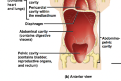<p>abdominalpelvic cavity</p>
