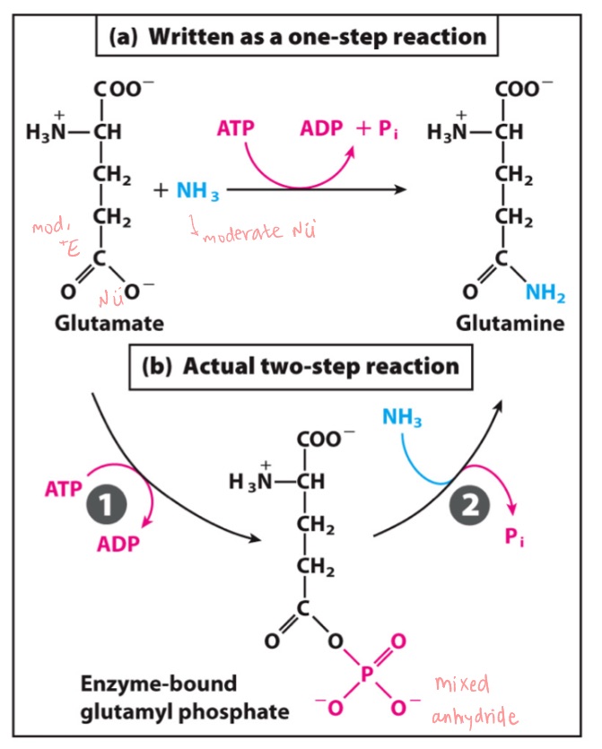 <p>ATP Hydrolysis catalyzed by ATP-dependent glutamine synthetase.</p><p></p><p>LG in rxn 1?</p><p>Nu in rxn 1?</p><p></p><p>LG in rxn 2?</p><p>Nu in rxn 2?</p>