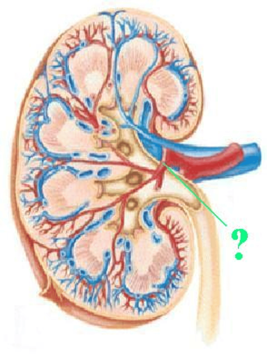 <p>Identify the indicated vessel.</p>