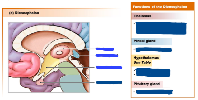 <p>Describe the image (Diencephalon (sagittal section)</p>