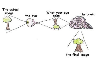 How does the image formed on the retina differ from the image in front of us in reality?