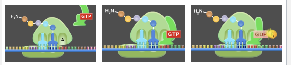 <ul><li><p>correct tRNA added to the A site</p></li><li><p>peptide bond forms between an amino acid at the P site and the A site (peptidyl transferase catalyzes)</p></li><li><p>large subunit moves and everything, shifts, and empties the A site for the new codon</p></li><li><p>empty tRNA ejected from the site</p></li><li><p>keeps adding more amino acids</p></li></ul><p></p>