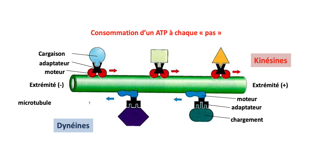 <ul><li><p><strong>Kinésines</strong> : transport de l’extrémité − vers +</p></li><li><p><strong>Dynéines</strong> : transport de l’extrémité + vers −</p></li></ul><p></p>