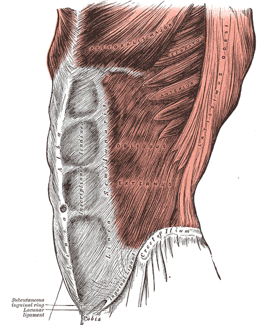 <p>external obliques</p>