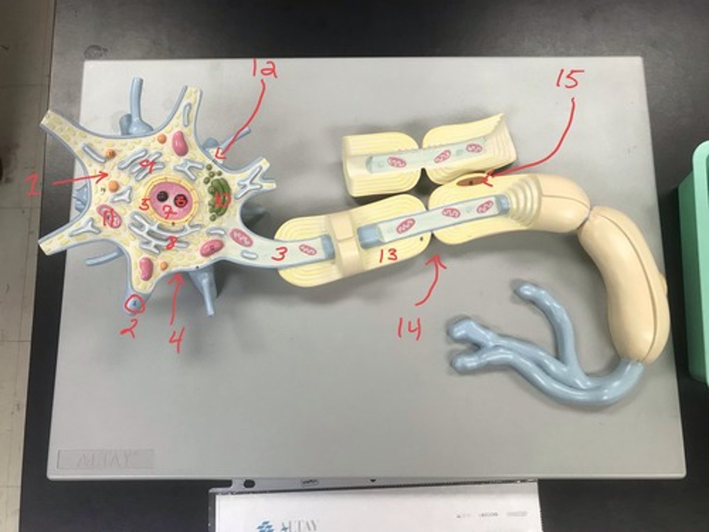 <p>For the following model, give the following:</p><p>1) name</p><p>2) structures in numerical order</p>