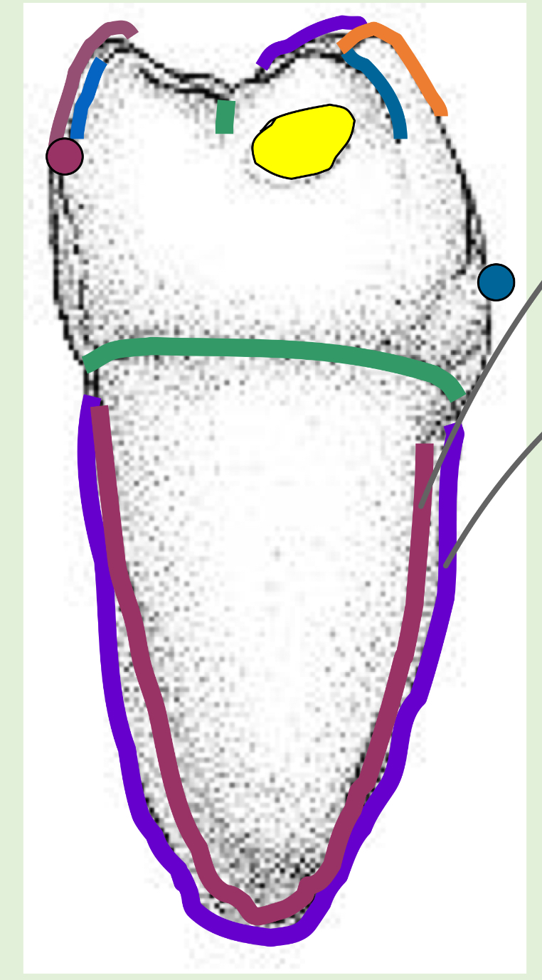 <p>Name the tooth and hi-lighted portions</p>