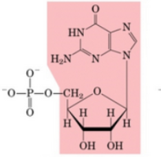 <p>What Nucleotide</p>