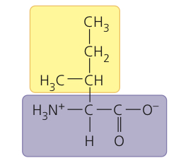 <p>Isoleucine</p>