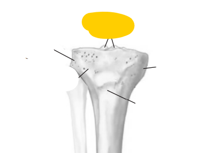 <p><span>quel est cette partie? du tibia</span></p>