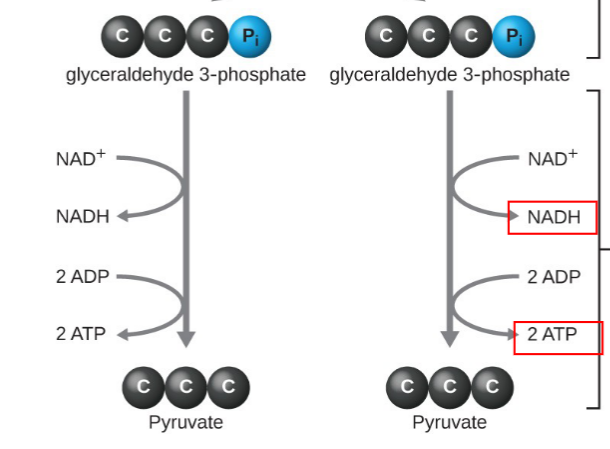 <p>Energy payoff phase of glycolysis</p>