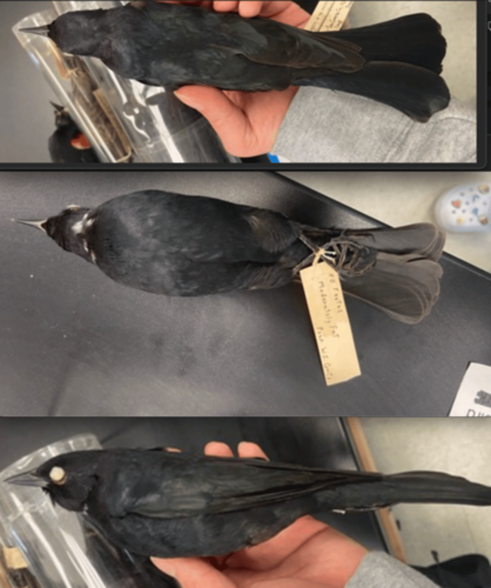 <p>DIET</p><p>- insects, mainly Lepidoptera, and beetles</p><p>- some fruit.</p><p>---------------------------</p><p>BEAK</p><p>- straight</p><p>---------------------------</p><p>FOOT MORPHOLOGY</p><p>- Anisodactyl</p>