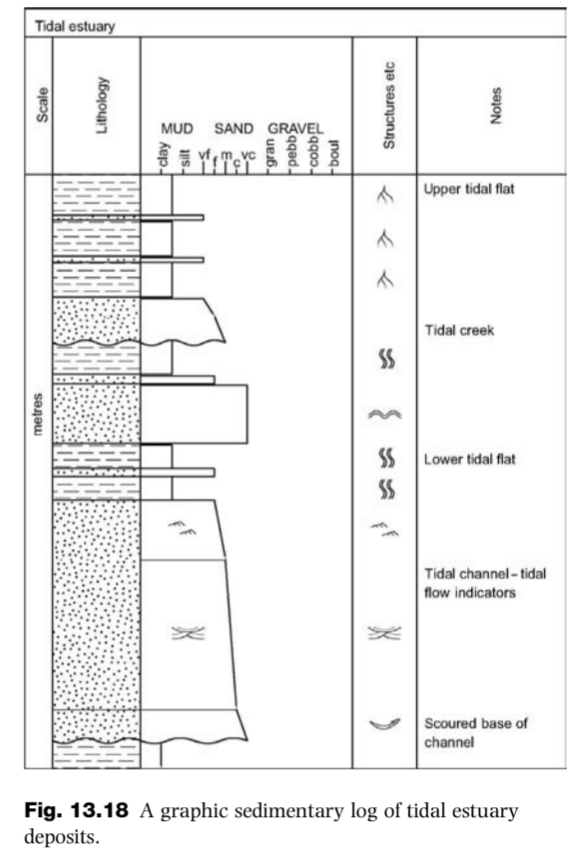 <p>Tidal-dominated estuary deposits</p>