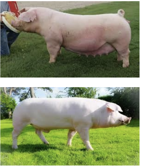 <p>Landrace</p>