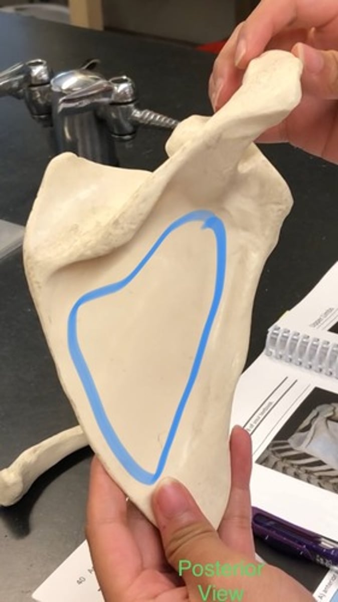 <p>Flat part below the scapular spine ENTIRE REGION</p>