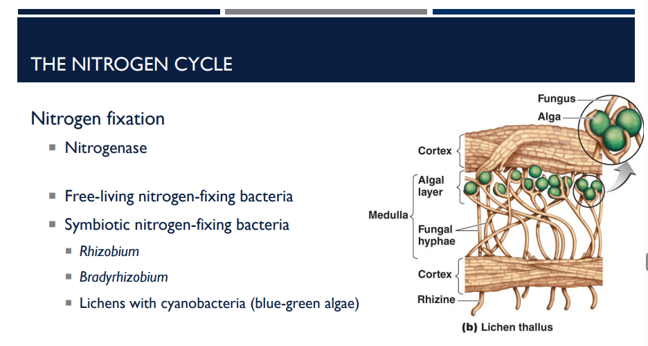 <p>Symbiotic nitrogen-fixing bacteria</p>