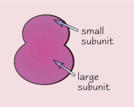 <p>Describe the ribosome </p>
