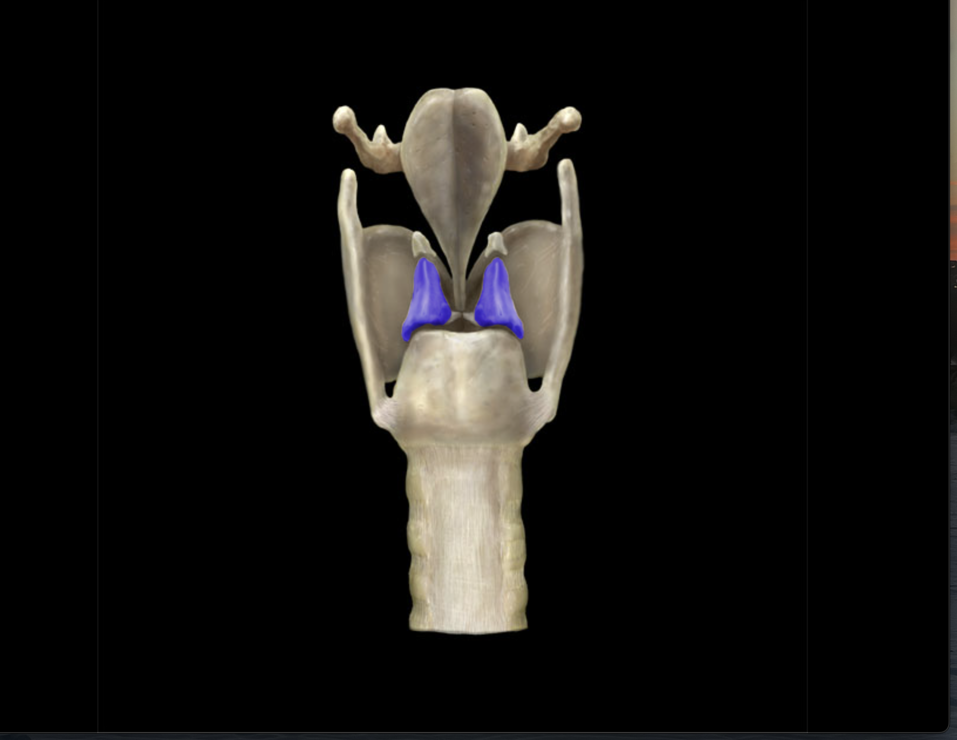 knowt flashcard image