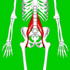 <p>connected to the head of the femur, attached to the lumbar region of the trunk!</p>