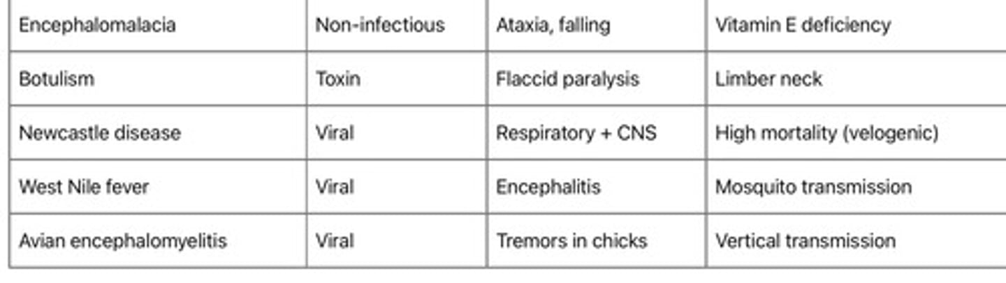 <p>Non-infectious</p><p>1. Encephalomalacia (crazy chick syndrome: deficiency of vit E+Se and rancid feed -> lipid peroxidation -> neuronal damage -> cerebellar edema, hemorrhages, liquefactive necrosis -> ataxia, falling, tremors, paralysis)</p><p>2. Thiamine (vit B1) deficiency (vit B1 def -> impaired carbohydrate metabolism -> decreased ATP in neurons -> cerebrocortical necrosis -> incoordination, opistotonus, paralysis, blue comb. T; vit B1 injection or in feed)</p><p>4. Aflatoxicosis (Aspergillus flavus -> aflatoxins -> depression, incoordination, paralysis. Affect intestinal lining -> less nutrients absorbed. Put adsorbants in food to absorb toxins and remove them or buy new food.)</p><p>5. Lead intoxication (Most important and frquent intoxication! Birds of prey eathing shot pigeon with bullet. -> opistotonus, CNS disturbances)</p><p>6. Botulism (intoxication by toxins from C.botulinum in decaying organic matter or in maggots -> neurotoxins blocking acetylcholine release -> flaccid paralysis, unable to walk or fly, limber neck/flaccid neck, drowning in waterfowl, mydriasis)</p><p>Infectious</p><p>1. Newcastle disease (paramyxovirus -> velogenic strain -> severe resp distress, tremors, paralysis, toricollis, high mortaility, drop in egg prod.)</p><p>2. West nile fever (West Nile virus transmitted by mosquito -> neutrotrophic -> encephalitis -> subclinical, or tremors, weakness, paralysis, convulsions, death)</p><p>3. Avian encephalomyelitis (vertical+ horizontal. Virus -> neuronal degeneration -> ataxia, tremors of head/neck, leg weakness, recumbency -> paralysis in youngs. Low egg production in adults. Vaccinate breeders!)</p>