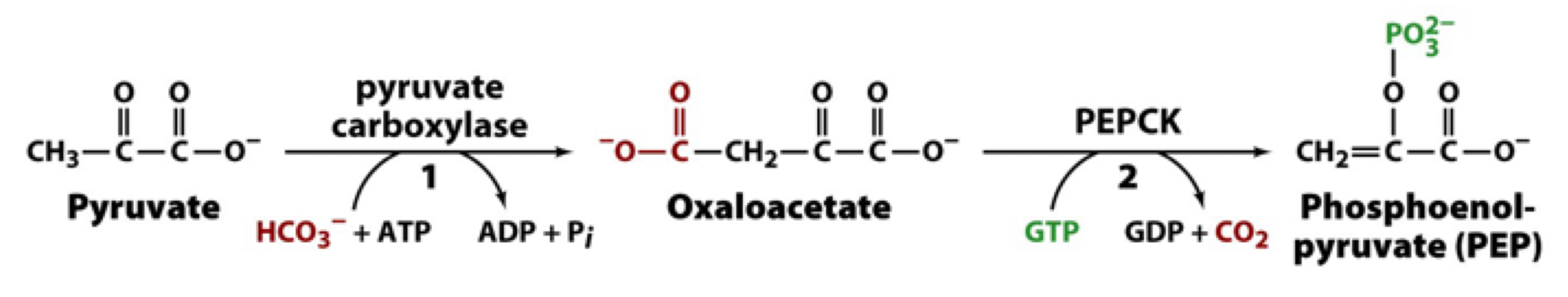 
1. form oxaloacetate using ATP to drive this reaction (catalyzed by pyruvate carboxylase)
2. decarboxylation of oxaloacetate is energetically favorable and can help drive PEP formation. GTP is used as the phosphorylase group donor (catalyzed by PEP carboxykinase)