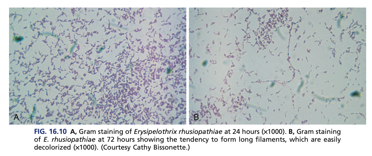 <p><em>Erysipelothrix rhusiopathiae </em>is <span style="color: red"><strong>G + rods</strong></span></p>