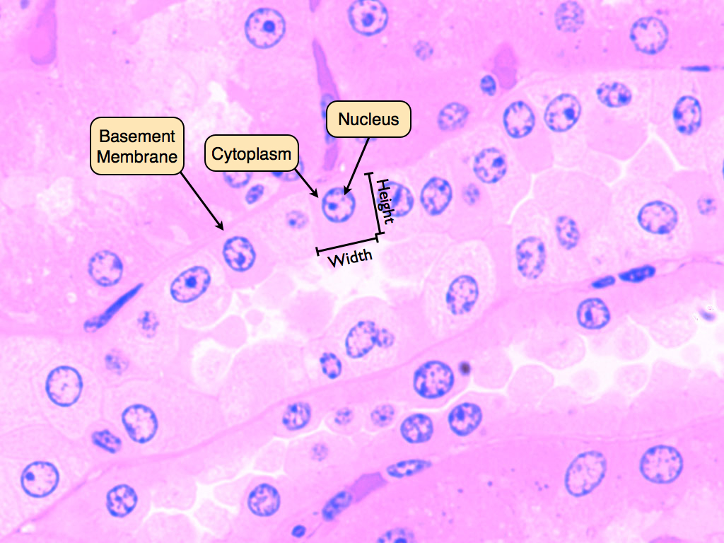 <p>Single layer of cube-shaped cells</p><p>Line kidney tubules, ducts of many glands, surface of the ovary, capsule of the lens of eye</p>