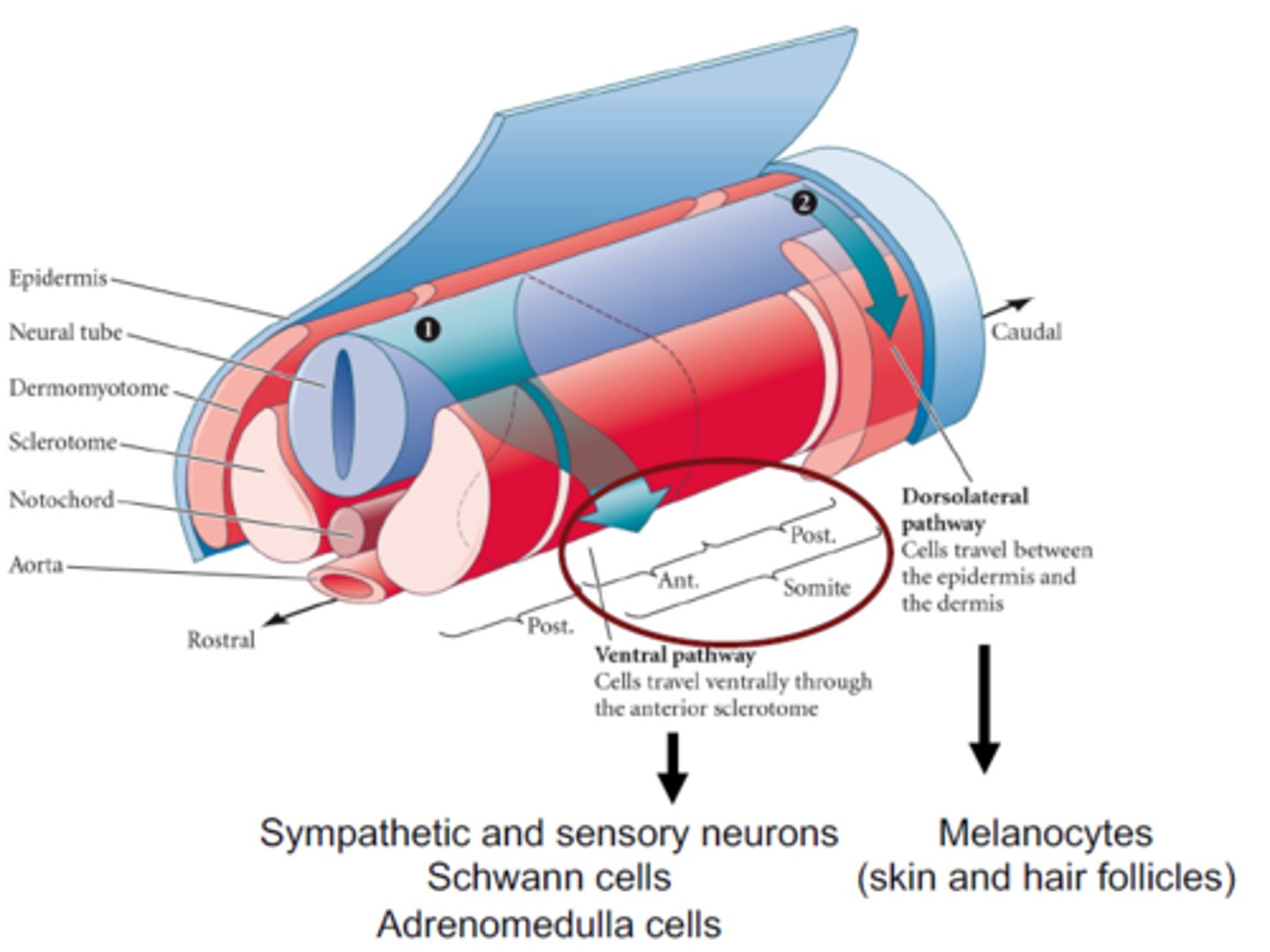 <p>They migrate in two waves; <br>- Ventral movement first; down along the NT and under the somite (sclerotome). Can only move in the anterior part due to repulsive effects from the ephrins.<br>- Dorsolateral movement: these neural crest cells move between the epidermis and the dermis. Become the melanocytes. Ephrins are stimulatory here.</p>
