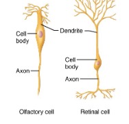 <p>one dendrite one axon special senses</p>